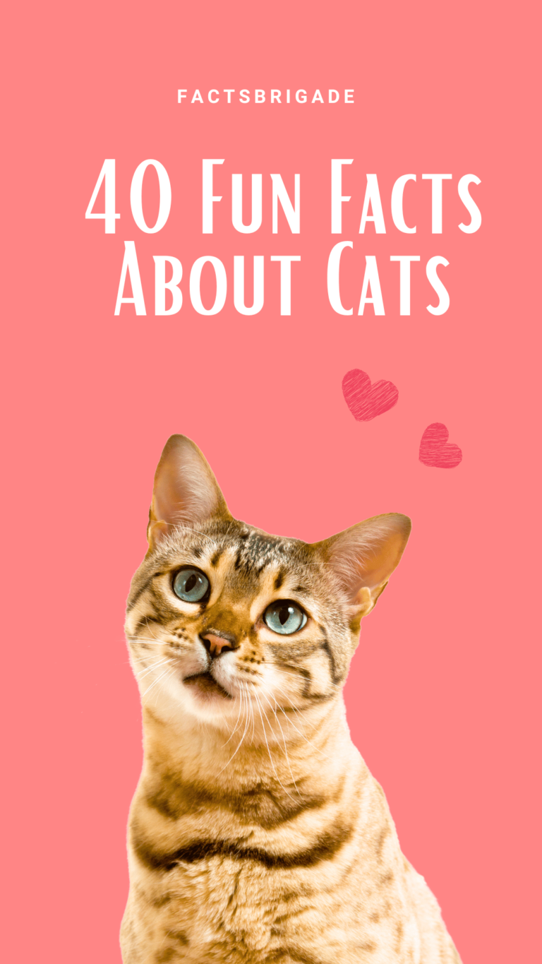 Here are 40 fun facts about cats