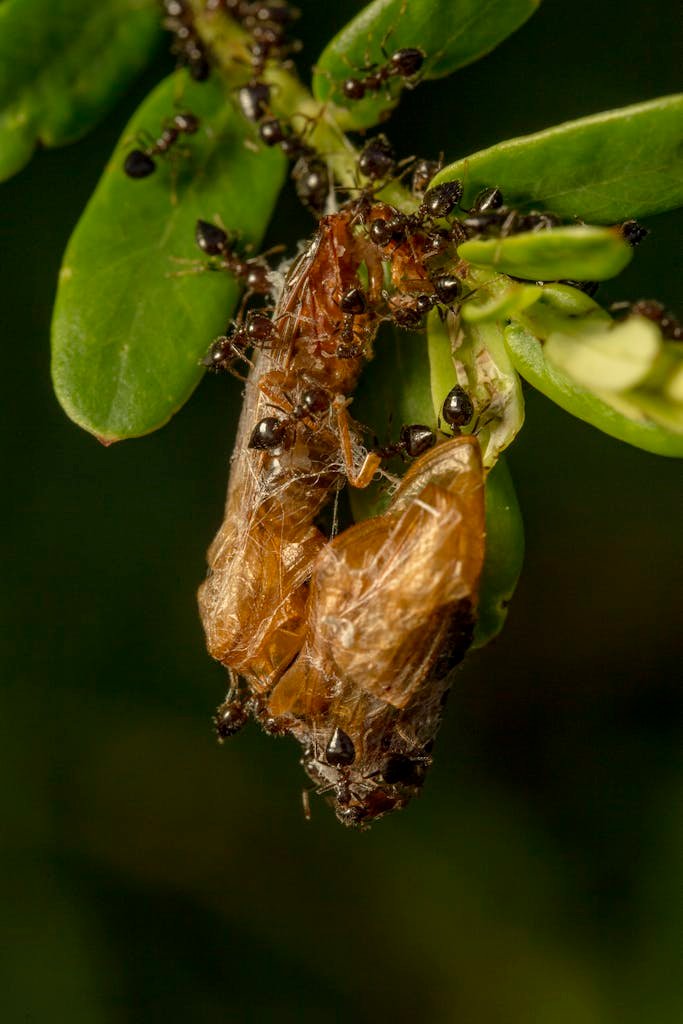 Bunch Of Ants On Plant