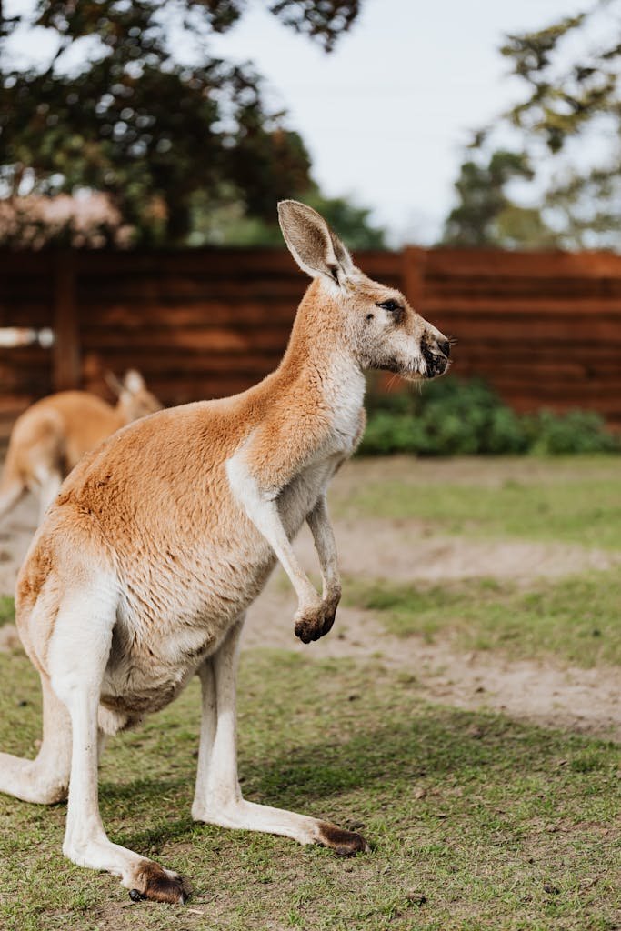 Portrait of a Kangaroo