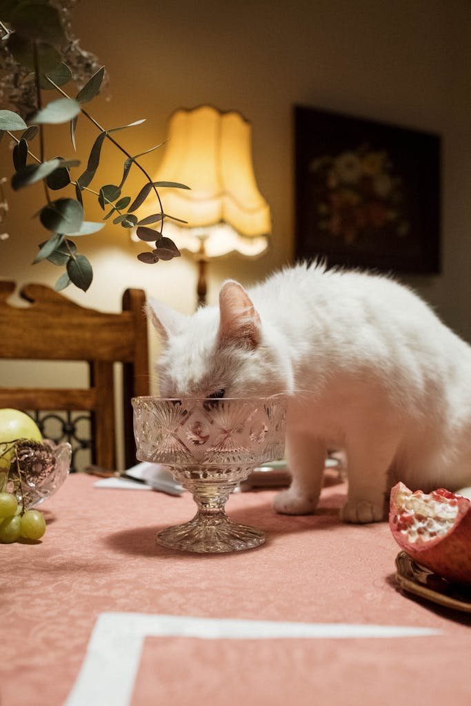 White Cat Licking a Crystal Glass